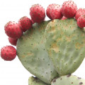 گلابی خاردار Prickly Pear